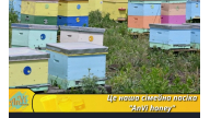 Сімейна пасіка AnVi honey